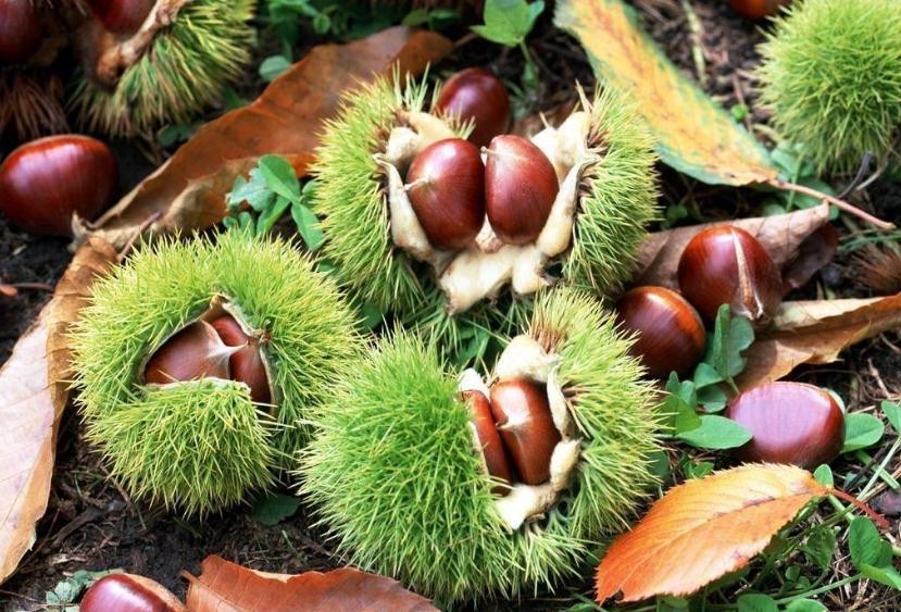 懷柔栗子什麼時候熟