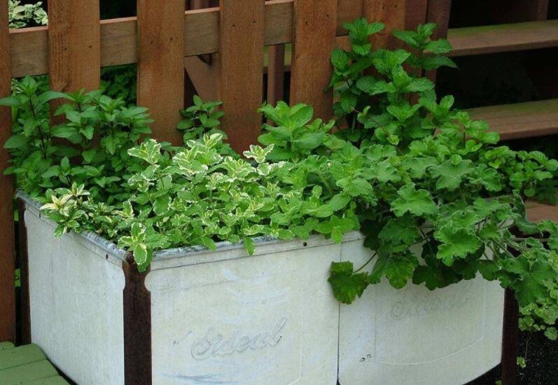 什麼植物可以驅蚊