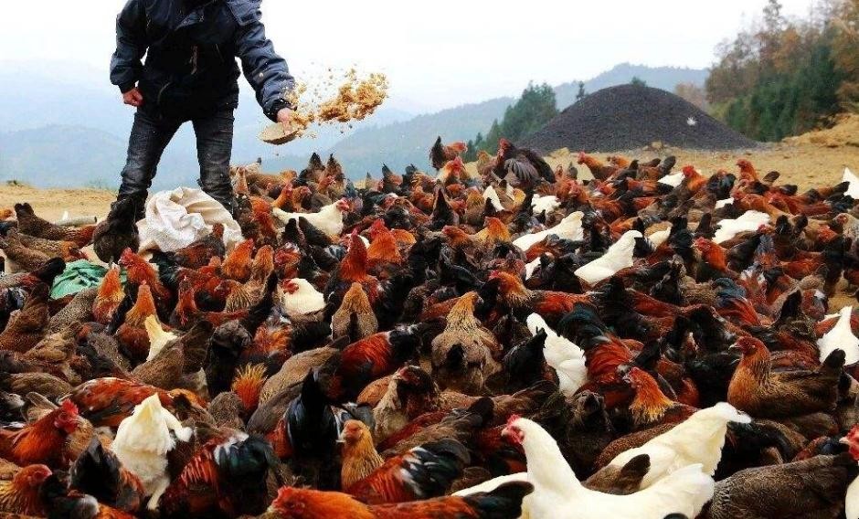南瓜長期喂雞可不可以