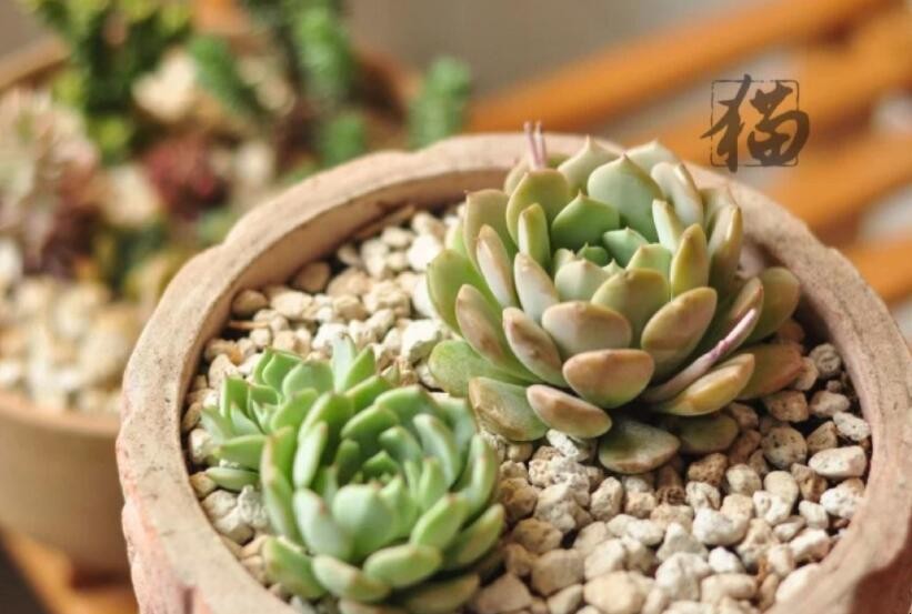 克拉拉多肉植物怎麼養
