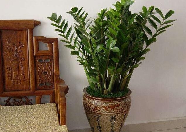 金錢樹怎麼澆水