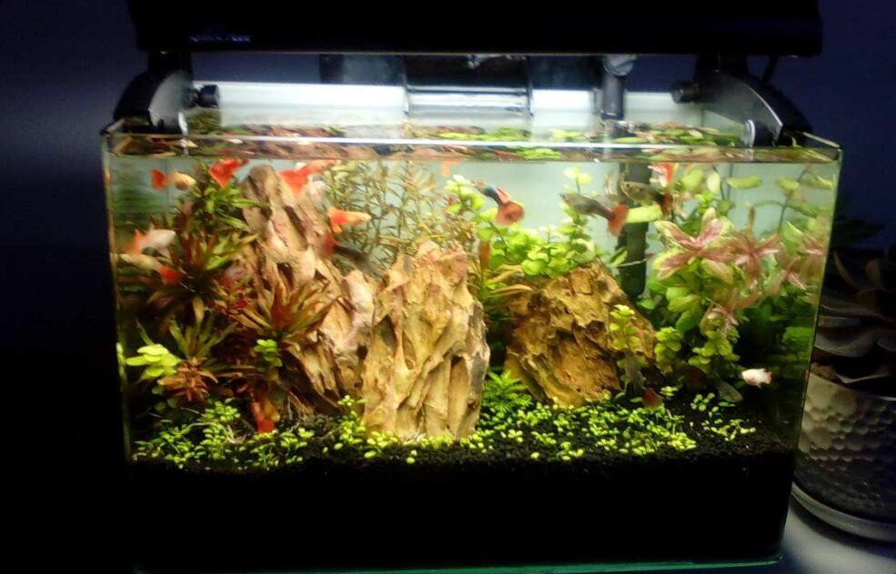 魚缸多久換水合適