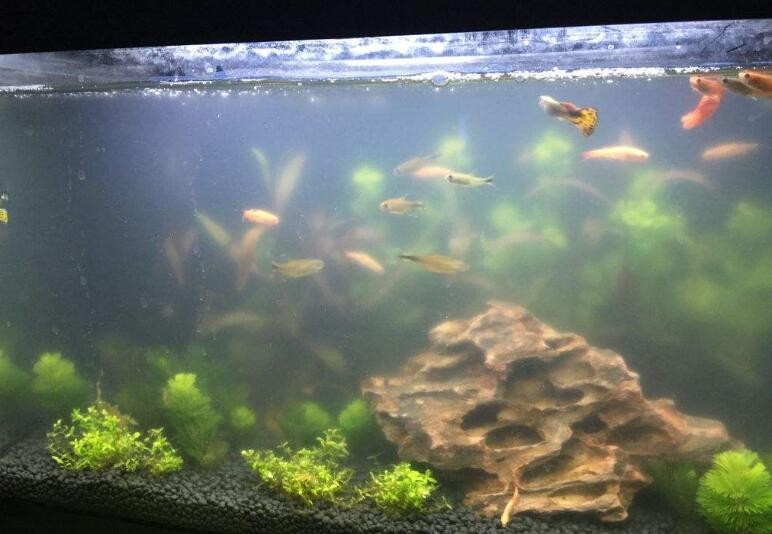 如何解決魚缸渾濁問題