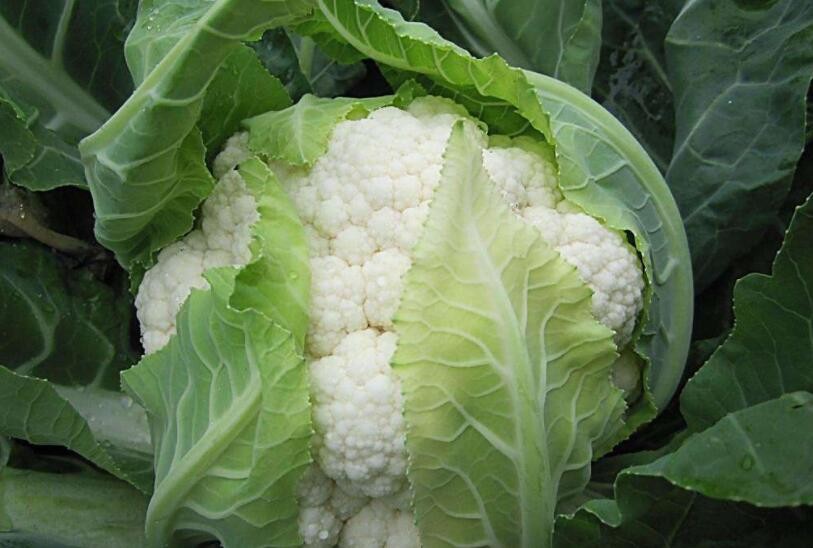 花椰菜為什麼會散球