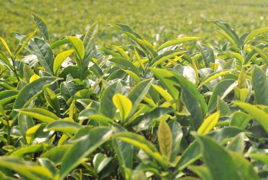 茶園農藥要如何使用