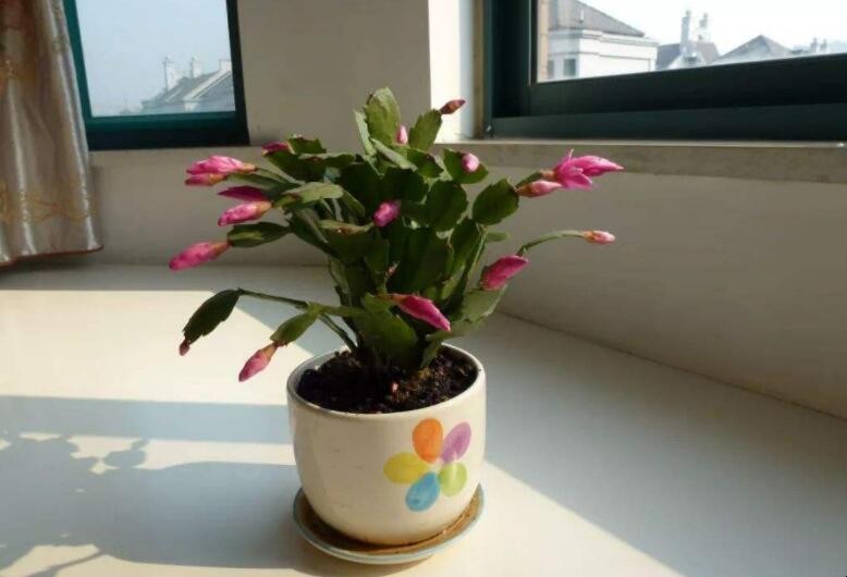 蟹爪蘭花苞脫落是什麼原因