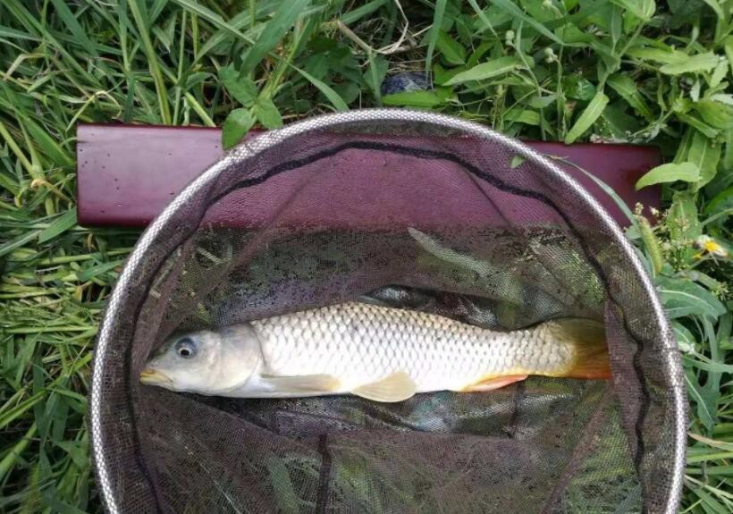 草洞上大魚怎麼釣上來