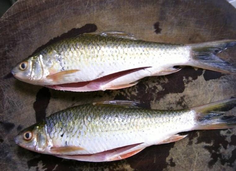 鯪魚與草魚如何區分