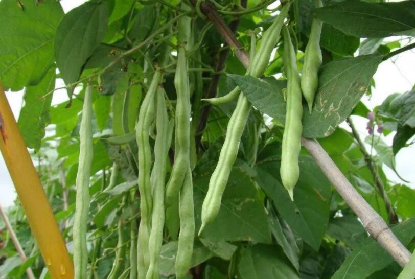 蕓豆的養殖方法是什麼