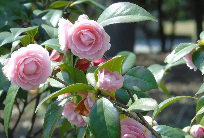 茶花冬天室外怎麼過冬