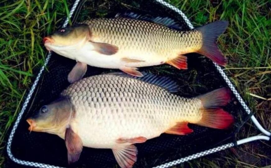 天冷怎麼釣鯉魚