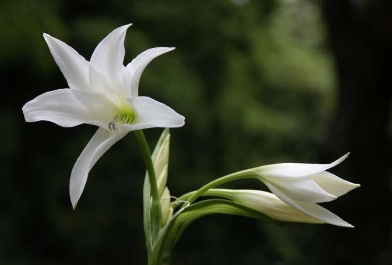 百合開完花後怎麼修剪