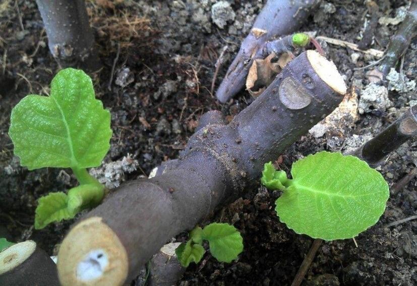 無花果怎樣扦插