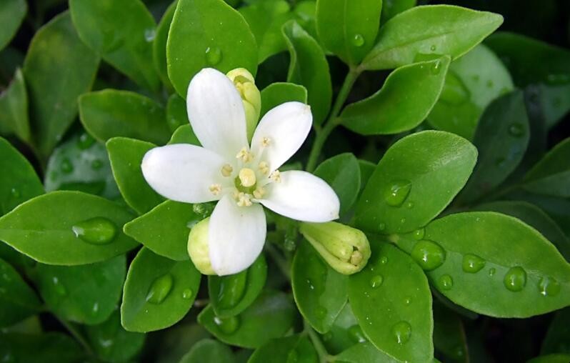 九裡香花怎樣養