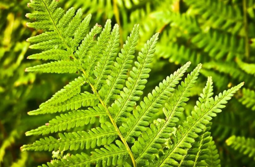 蕨類植物怎麼養