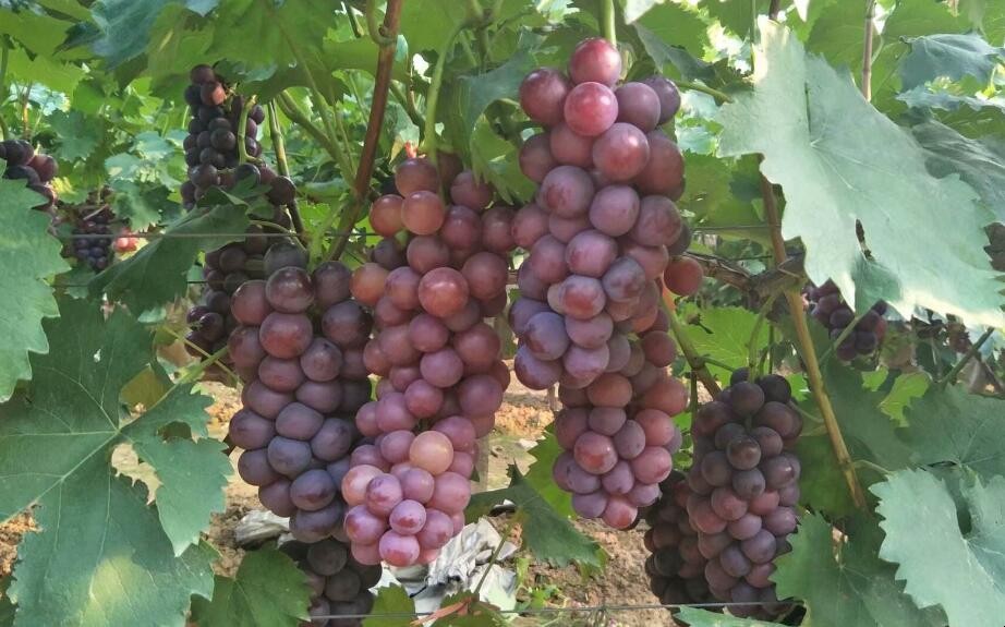如何種植葡萄