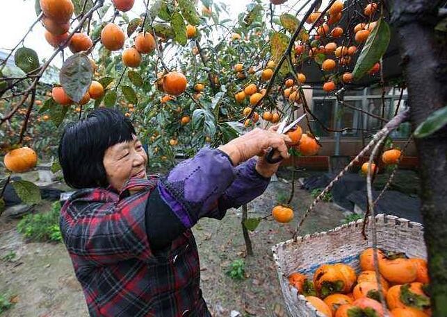 柿子樹怎麼嫁接