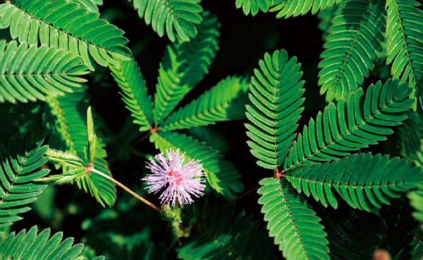 含羞草什麼時候開花