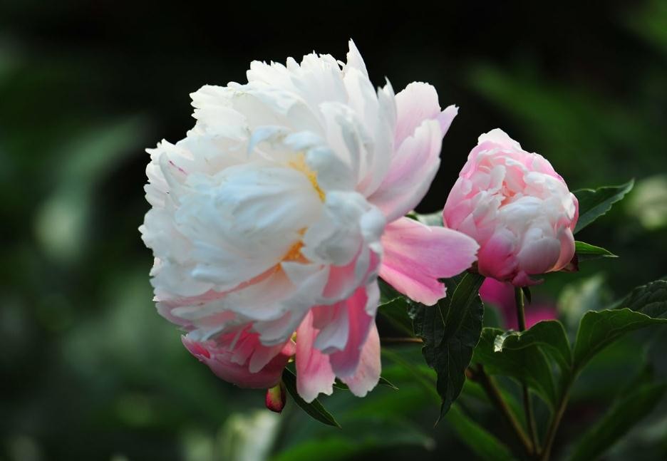 芍藥什麼季節開花