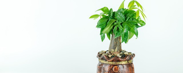 客廳擺什麼植物最招財 客廳擺哪些植物最招財