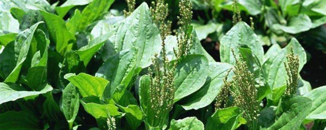 新鮮車前草怎麼泡水喝 新鮮車前草泡水喝的方法