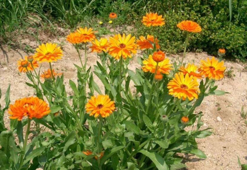 盆栽金盞花怎麼養