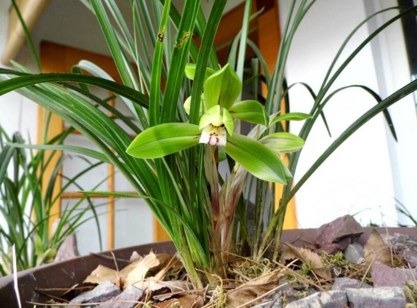 野生蘭花怎麼養