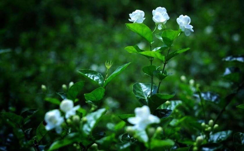 茉莉花怎麼養