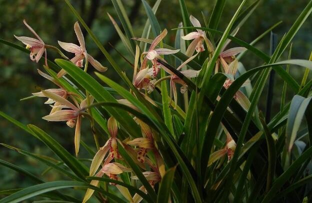 野生蘭草怎樣鑒別名貴