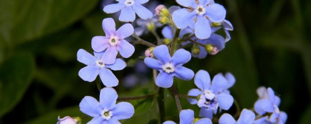 勿忘我種子怎麼發芽 勿忘我種子如何發芽