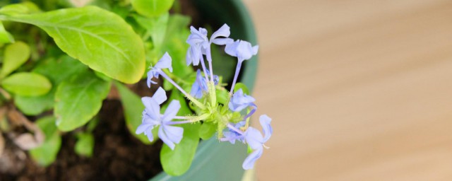 藍雪花怎麼過冬 藍雪花過冬方法