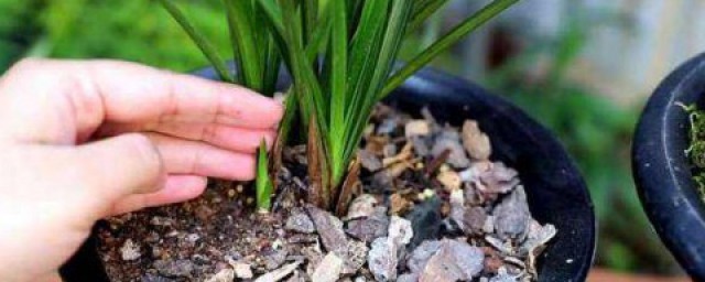 蘭花種子如何發芽 蘭花種子怎麼樣發芽