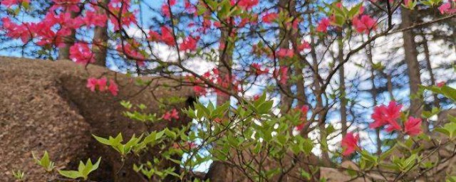 映山紅下山樁冬天怎樣過冬 映山紅下山樁如何過冬呢