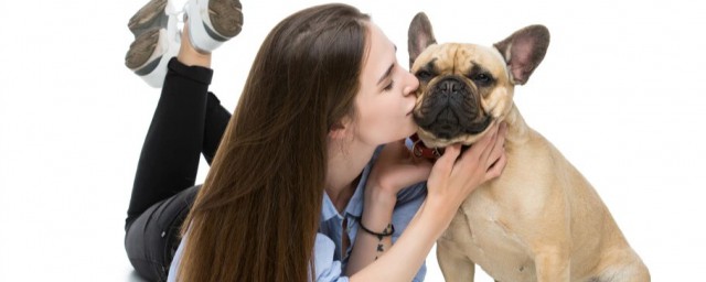 冬季法國鬥牛犬怕不怕冷 法國鬥牛犬應該如何過冬