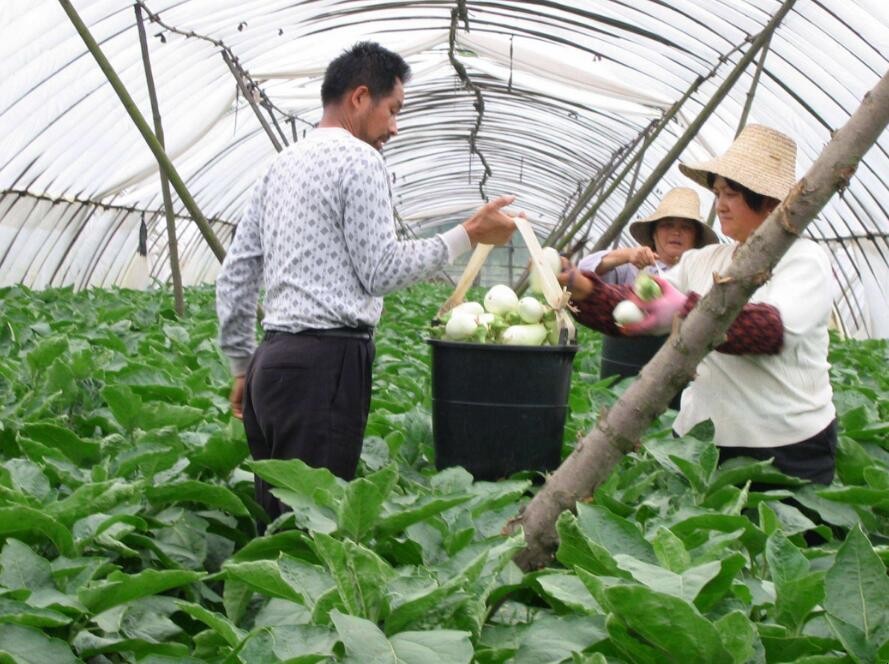 農村創業做什麼好