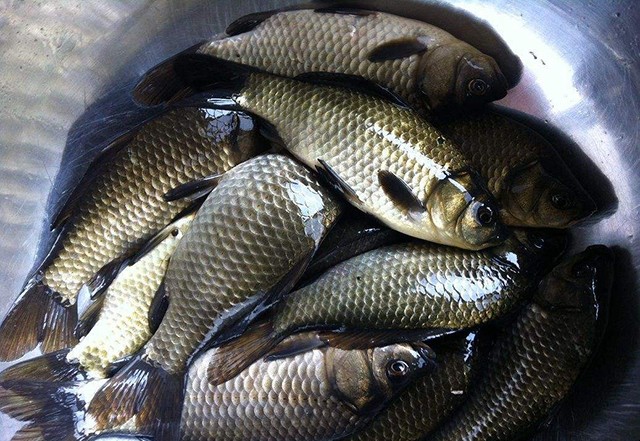殺瞭的鯽魚怎麼保存