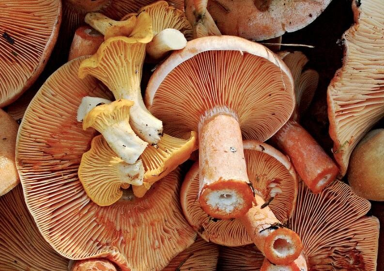 新鮮牛肝菌怎麼處理