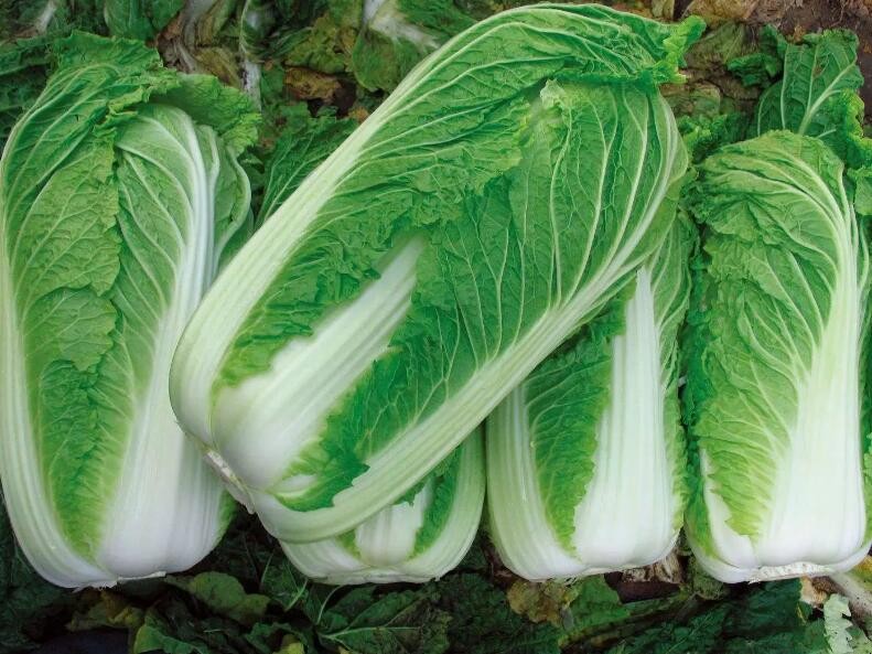 大白菜如何挑選