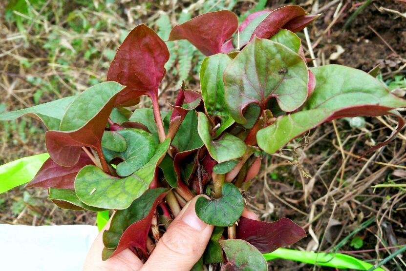 魚腥草怎麼保存