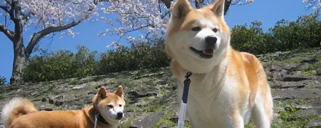 秋田犬如何飼養 秋田犬怎樣飼養