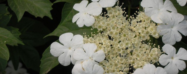 瓊花的養殖方法和養護小常識 瓊花的養殖小技巧