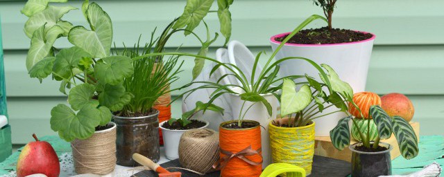 蔓綠絨怎麼養 蔓綠絨養植方法