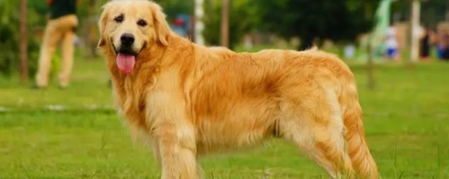 金毛犬怎麼喂養 金毛犬如何喂養