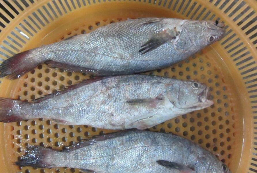 米魚怎麼挑選