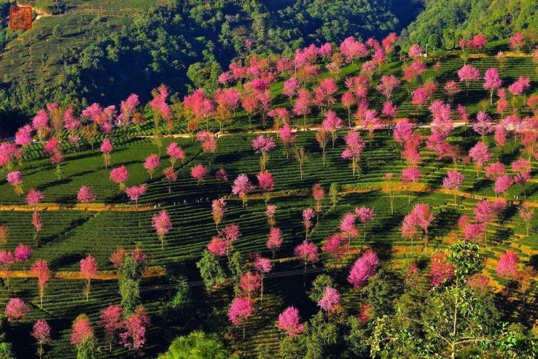 無量山櫻花什麼時候開