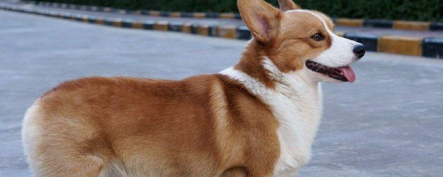 柯基幼犬怎麼養 柯基幼犬如何養