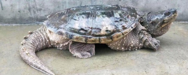 佛鱷龜的飼養方法 佛鱷龜的飼養方法介紹