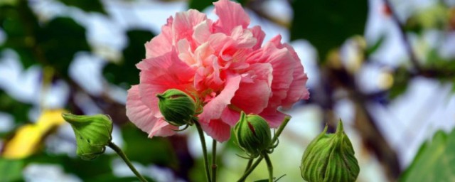 芙蓉花怎樣栽培和繁殖 芙蓉花怎麼栽培和繁殖