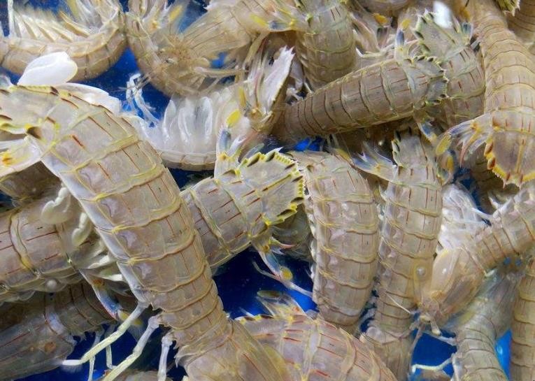 如何挑選皮皮蝦