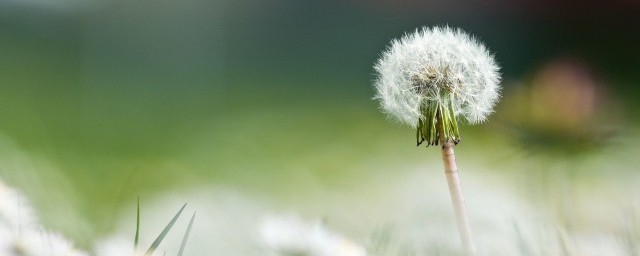 蒲公英相克食物 蒲公英相克食物有哪些